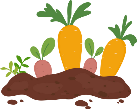 Carrot grow in the garden