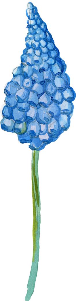 Blue Flower Watercolor