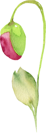 poppy element watercolor
