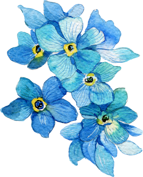 Forget-Me-not Flower Watercolor