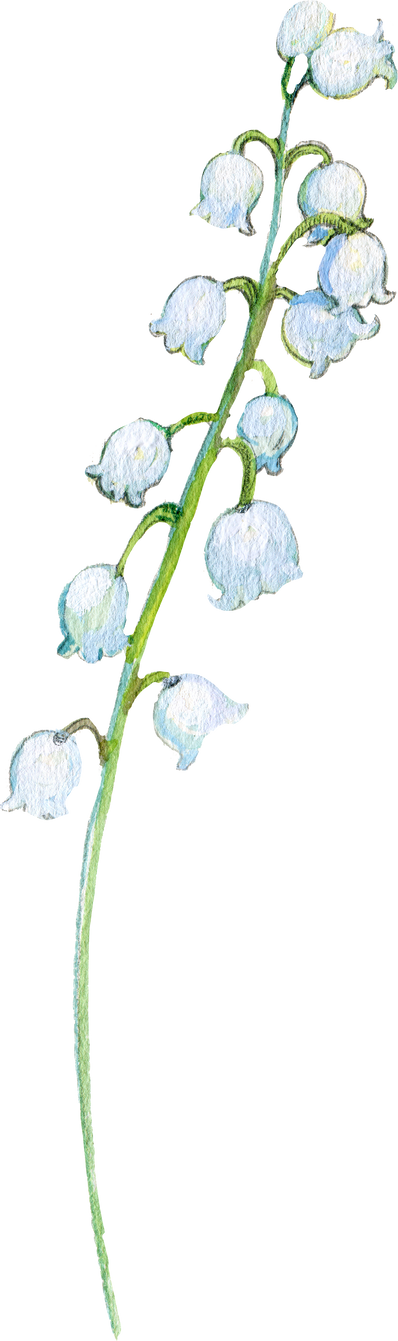 Lily of the valley watercolor flower