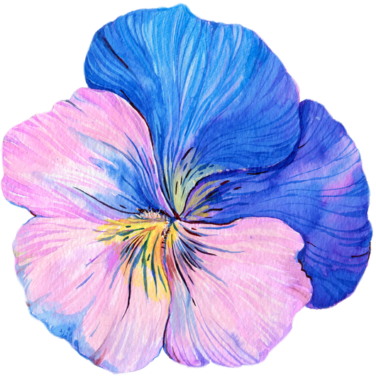 flower pansies watercolor